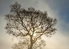 Mark Tomlinson - Winter Tree.jpg